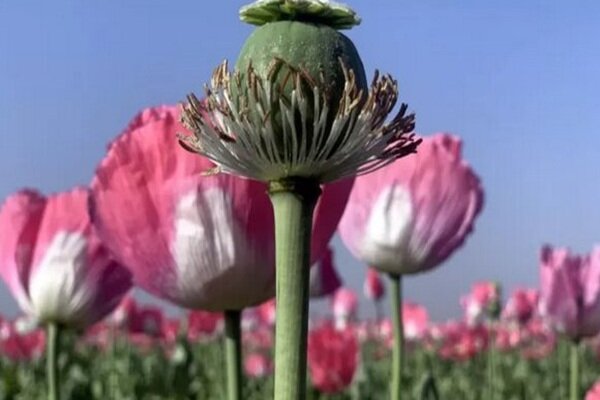 کشت شقایق الیفرا برای تأمین مواد اولیه دارویی کلید خورد