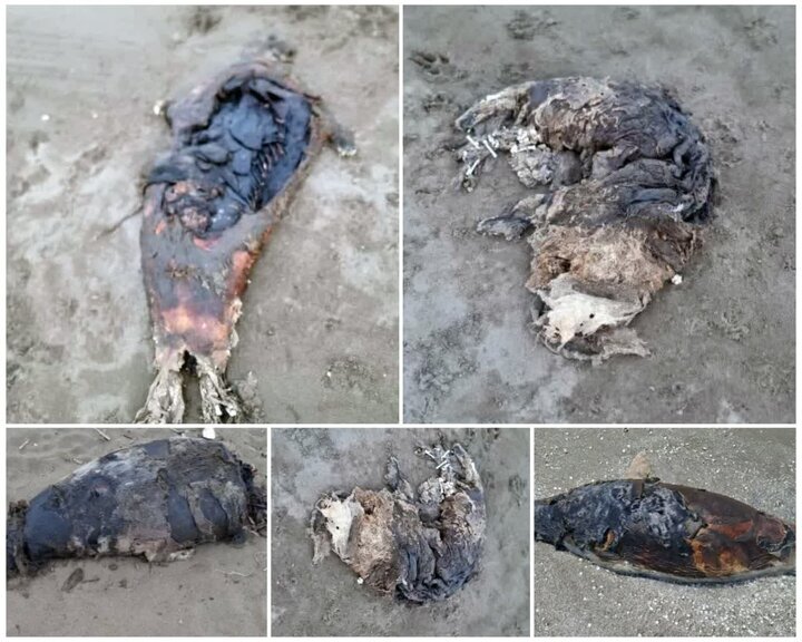 کشف لاشه دو فوک خزری در مازندران