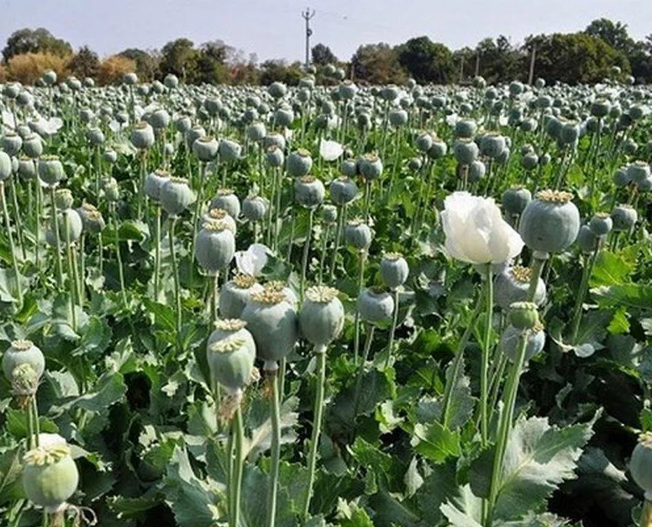 تأمین نیاز صنعت دارویی کشور با کشت شقایق الیفرا