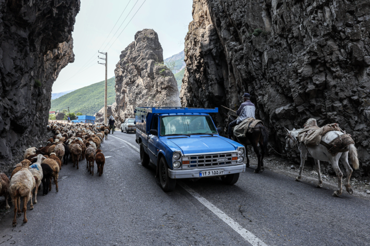 جاده چالوس برای گذر احشام بسته میشود